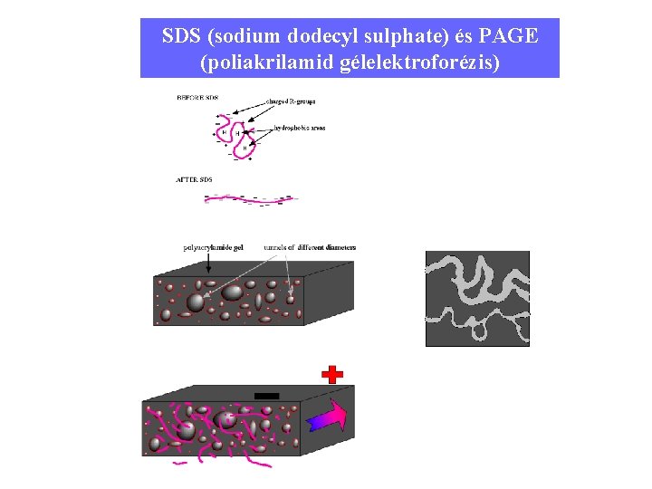 SDS (sodium dodecyl sulphate) és PAGE (poliakrilamid gélelektroforézis) 12 