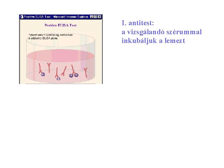 I. antitest: a vizsgálandó szérummal inkubáljuk a lemezt 22 