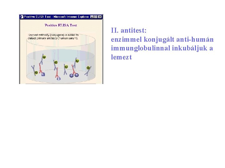 II. antitest: enzimmel konjugált anti-humán immunglobulinnal inkubáljuk a lemezt 24 