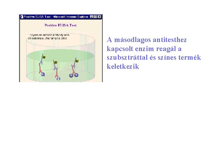 A másodlagos antitesthez kapcsolt enzim reagál a szubsztráttal és színes termék keletkezik 28 