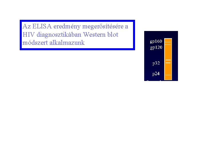 Az ELISA eredmény megerősítésére a HIV diagnosztikában Western blot módszert alkalmazunk 35 