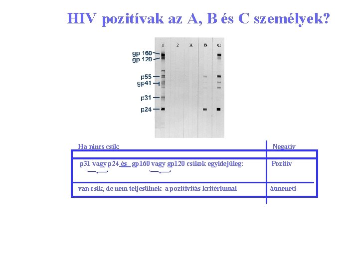 HIV pozitívak az A, B és C személyek? Ha nincs csík: Negatív p 31