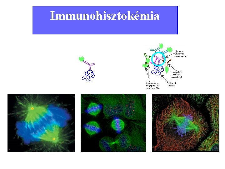 Immunohisztokémia direkt indirekt 40 