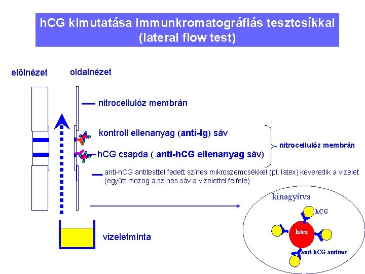 h. CG kimutatása immunkromatográfiás tesztcsíkkal (lateral flow test) előlnézet oldalnézet nitrocellulóz membrán l a