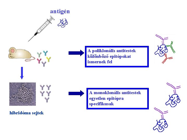 antigén A poliklonális antitestek különböző epitópokat ismernek fel A monoklonális antitestek egyetlen epitópra specifikusak