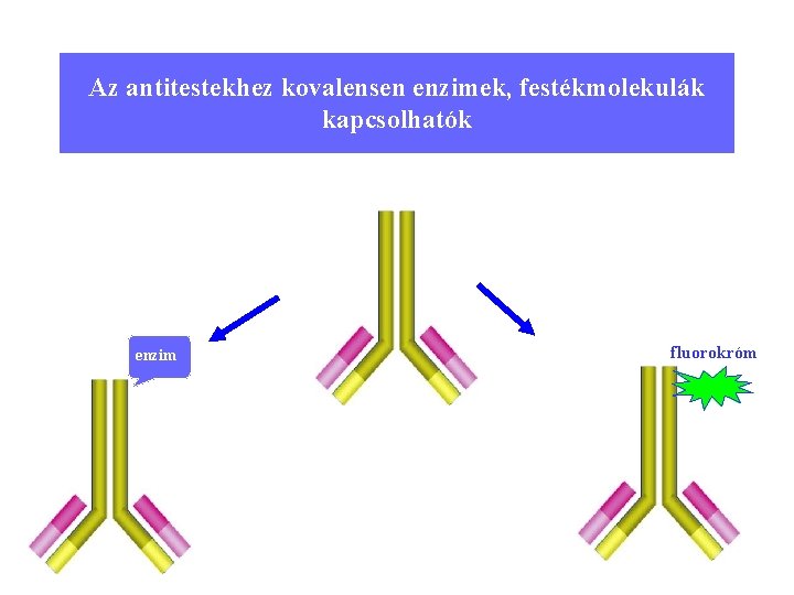 Az antitestekhez kovalensen enzimek, festékmolekulák kapcsolhatók enzim fluorokróm 6 