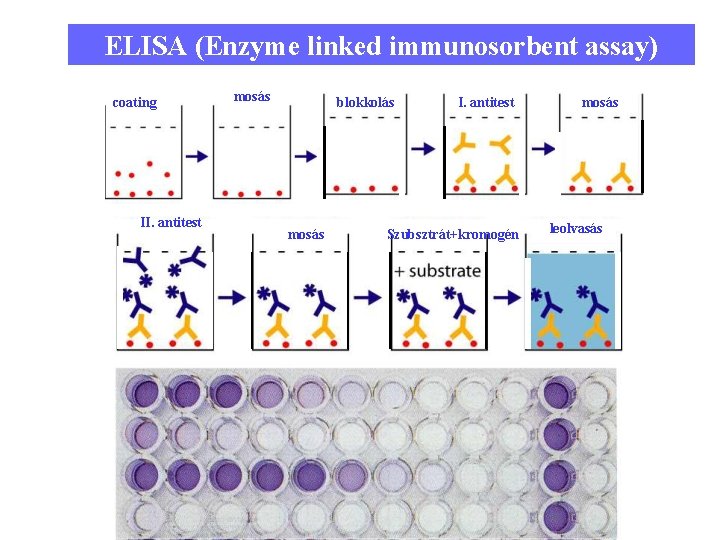 ELISA (Enzyme linked immunosorbent assay) coating II. antitest mosás blokkolás mosás I. antitest Szubsztrát+kromogén