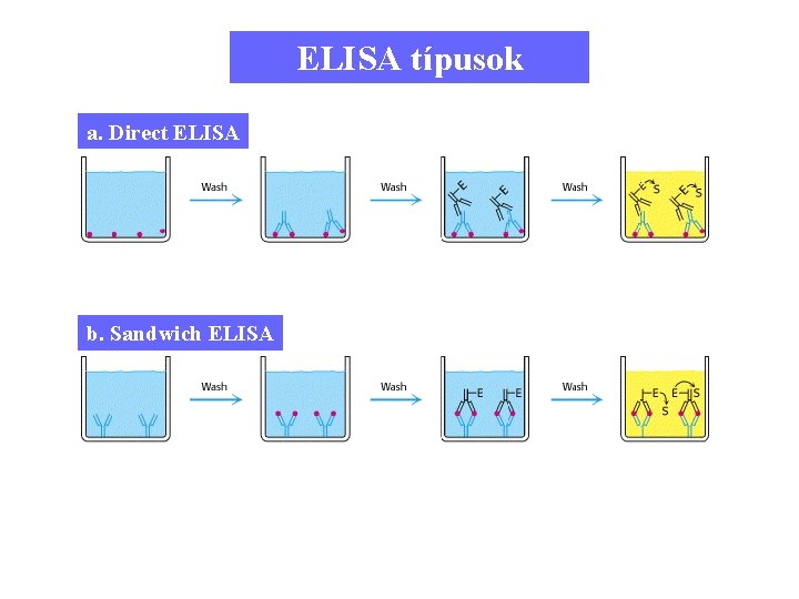 ELISA típusok a. Direct ELISA b. Sandwich ELISA 8 