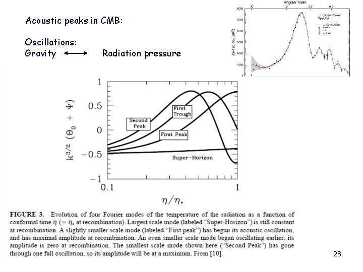Acoustic peaks in CMB: Oscillations: Gravity Radiation pressure 28 