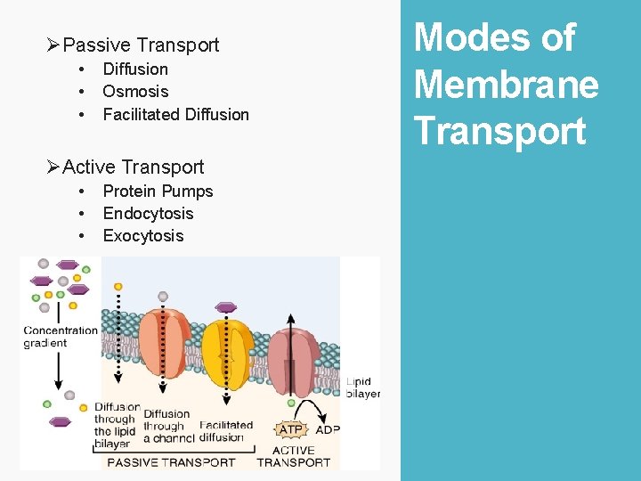 ØPassive Transport • • • Diffusion Osmosis Facilitated Diffusion ØActive Transport • • •
