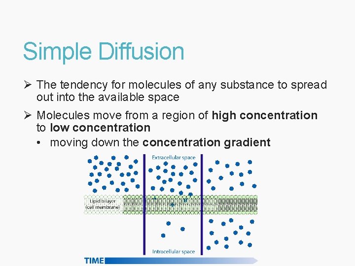 Simple Diffusion Ø The tendency for molecules of any substance to spread out into