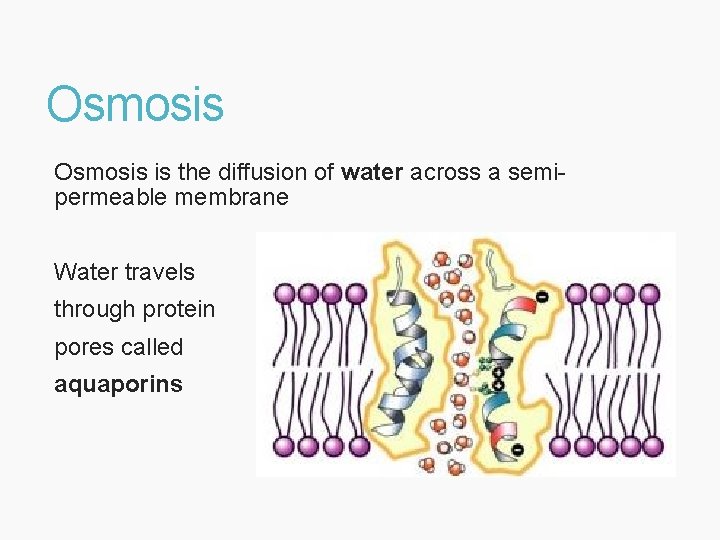 Osmosis is the diffusion of water across a semipermeable membrane Water travels through protein