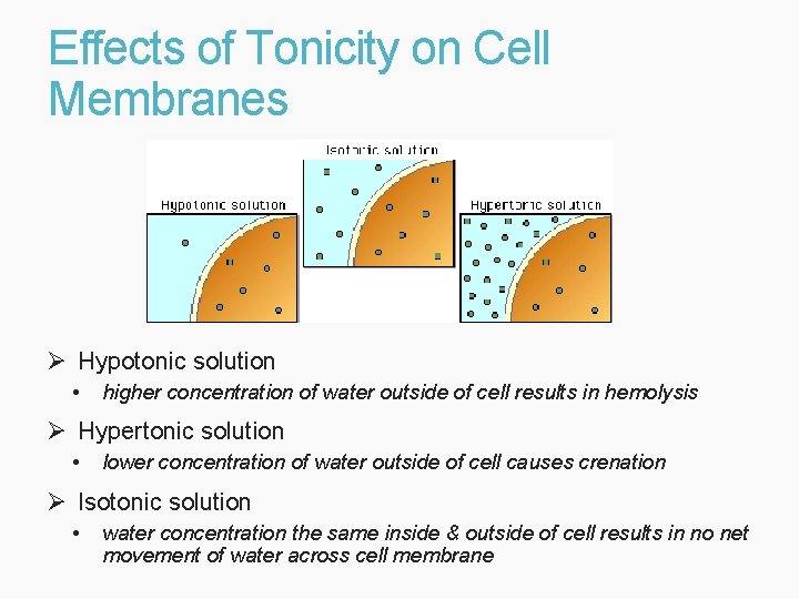 Effects of Tonicity on Cell Membranes Ø Hypotonic solution • higher concentration of water