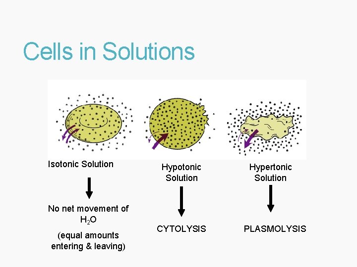 Cells in Solutions Isotonic Solution No net movement of H 2 O (equal amounts