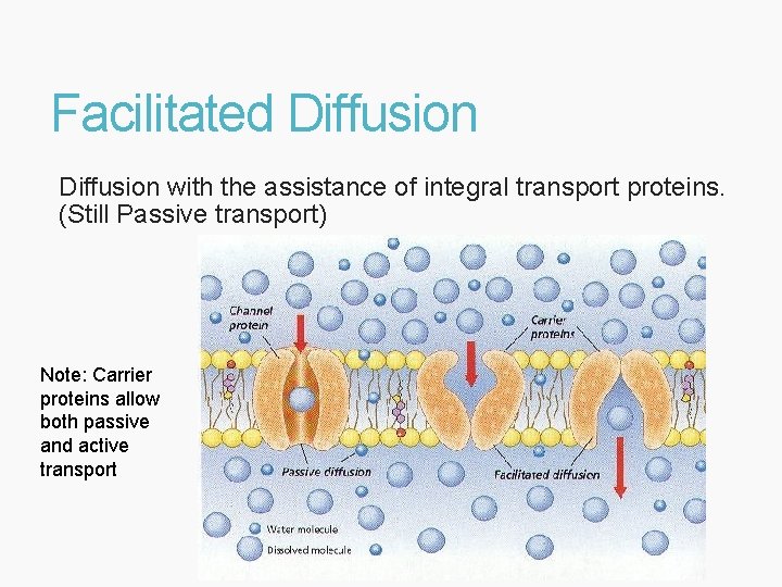 Facilitated Diffusion with the assistance of integral transport proteins. (Still Passive transport) Note: Carrier