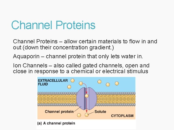 Channel Proteins – allow certain materials to flow in and out (down their concentration