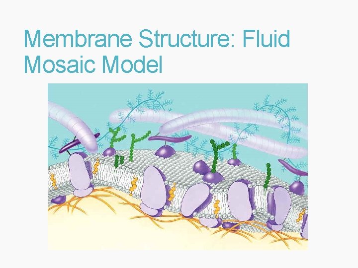 Membrane Structure: Fluid Mosaic Model 