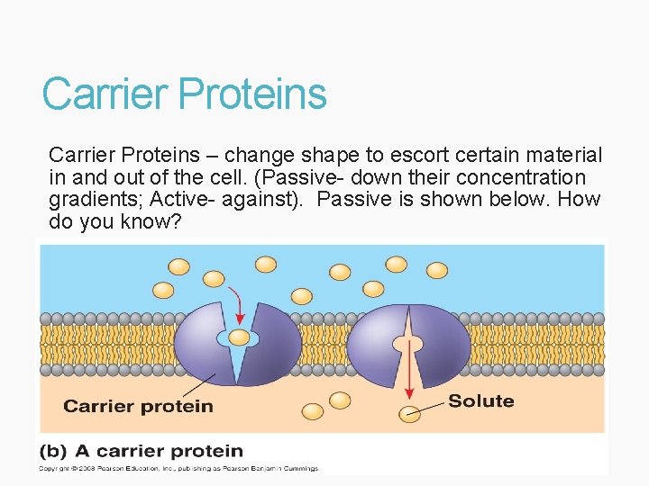 Carrier Proteins – change shape to escort certain material in and out of the