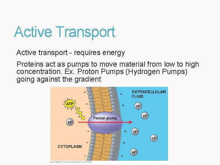 Active Transport Active transport - requires energy Proteins act as pumps to move material