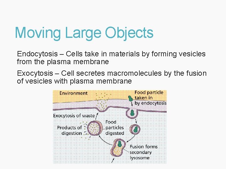 Moving Large Objects Endocytosis – Cells take in materials by forming vesicles from the