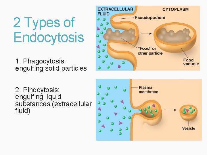 2 Types of Endocytosis 1. Phagocytosis: engulfing solid particles 2. Pinocytosis: engulfing liquid substances