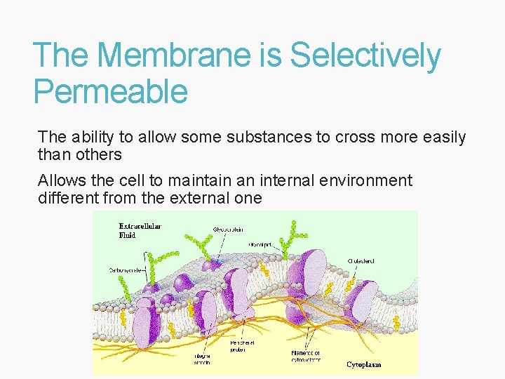 The Membrane is Selectively Permeable The ability to allow some substances to cross more