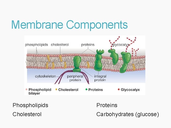 Membrane Components Phospholipids Proteins Cholesterol Carbohydrates (glucose) 