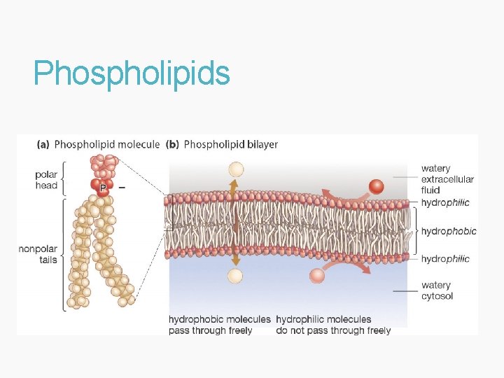 Phospholipids 