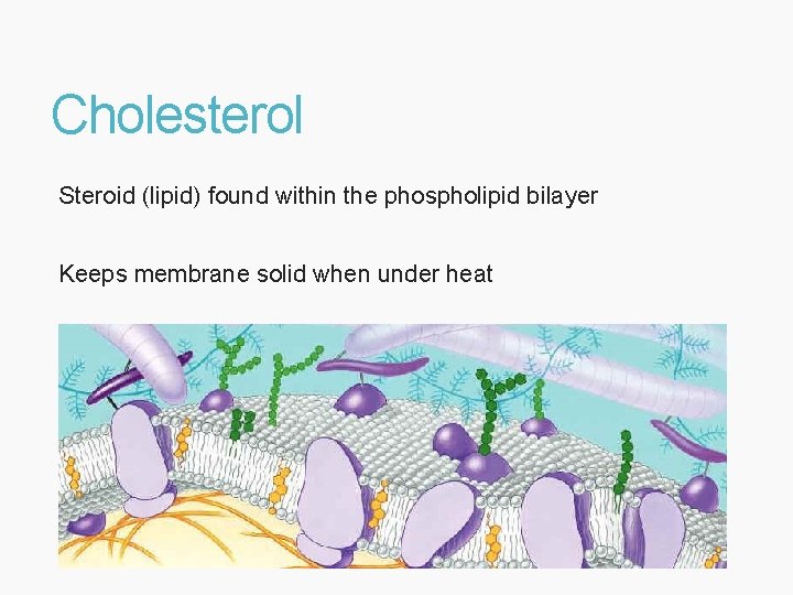 Cholesterol Steroid (lipid) found within the phospholipid bilayer Keeps membrane solid when under heat