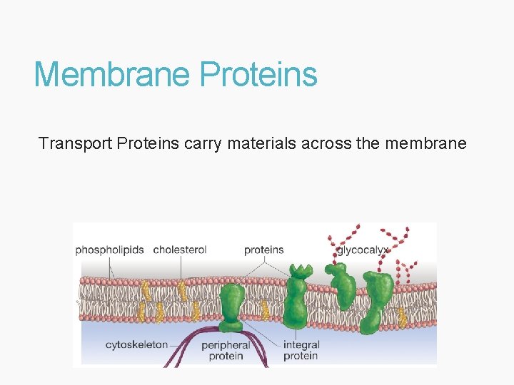 Membrane Proteins Transport Proteins carry materials across the membrane 