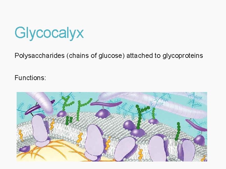 Glycocalyx Polysaccharides (chains of glucose) attached to glycoproteins Functions: 