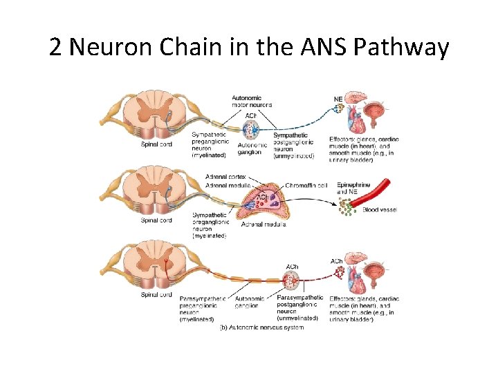 2 Neuron Chain in the ANS Pathway 