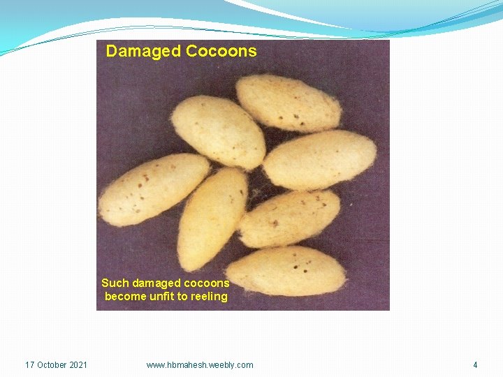 Damaged Cocoons Such damaged cocoons become unfit to reeling 17 October 2021 www. hbmahesh.