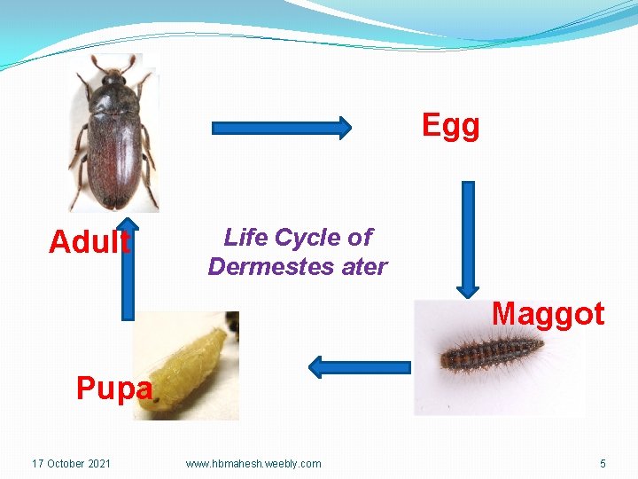 Egg Adult Life Cycle of Dermestes ater Maggot Pupa 17 October 2021 www. hbmahesh.