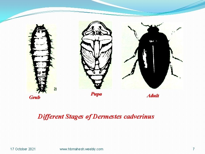 Grub Pupa Adult Different Stages of Dermestes cadverinus 17 October 2021 www. hbmahesh. weebly.