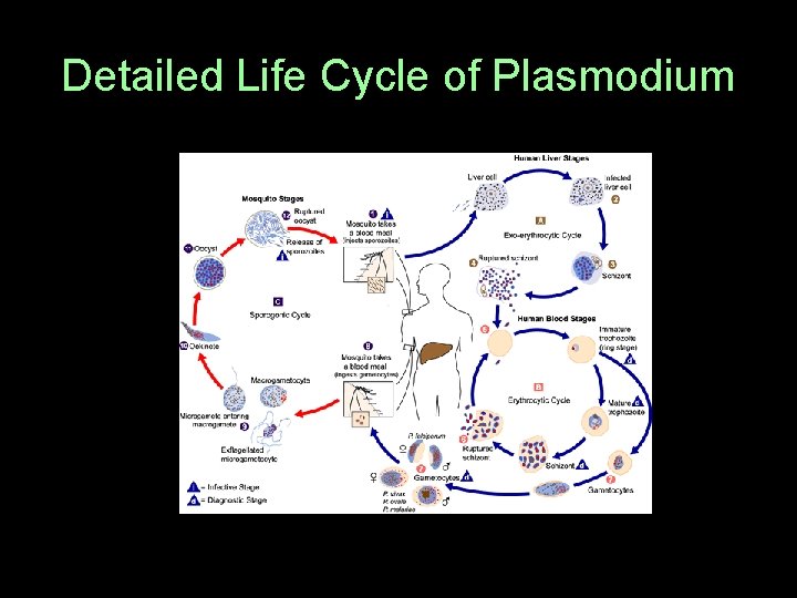 Detailed Life Cycle of Plasmodium 