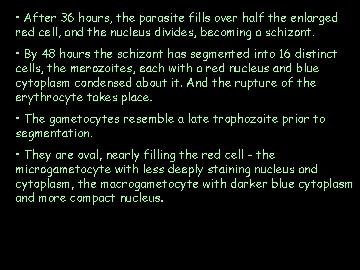  • After 36 hours, the parasite fills over half the enlarged red cell,