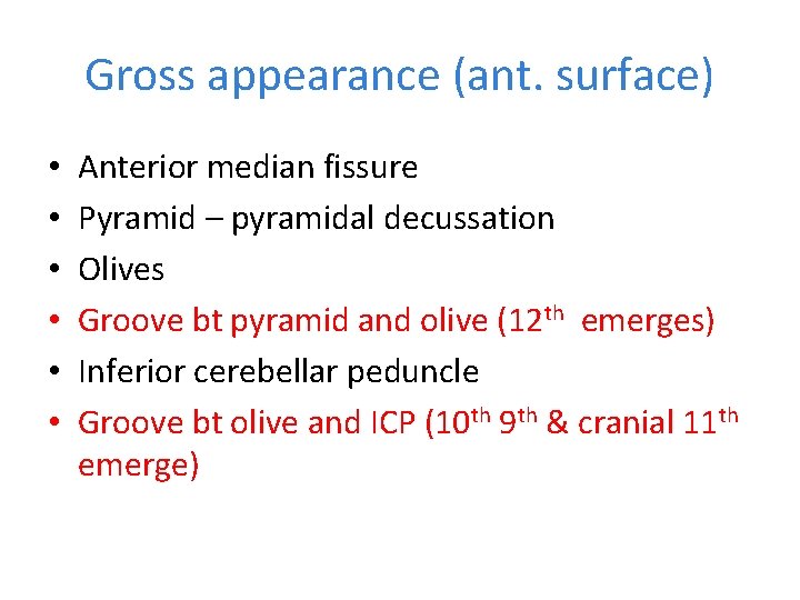Gross appearance (ant. surface) • • • Anterior median fissure Pyramid – pyramidal decussation