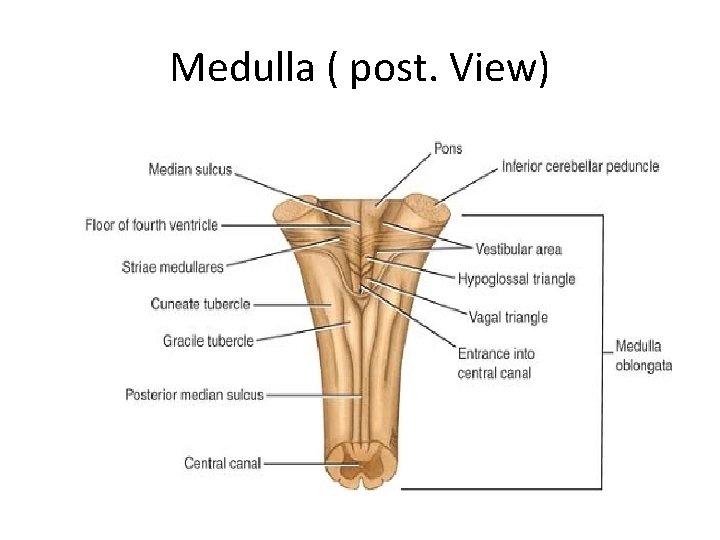 Medulla ( post. View) 