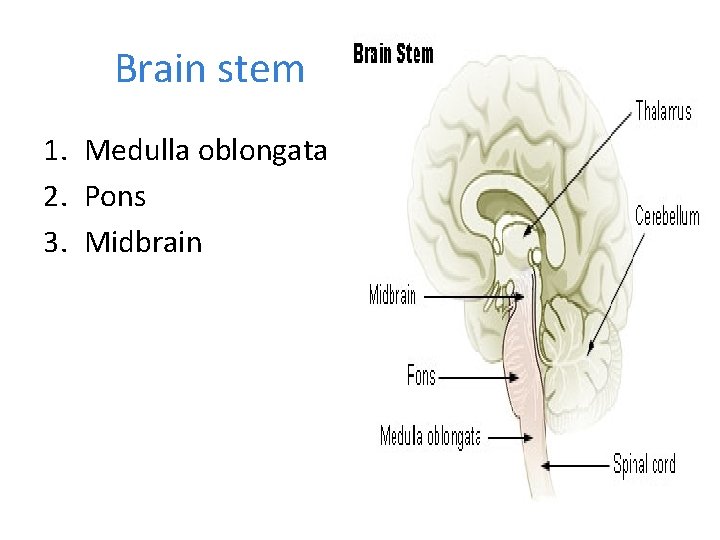 Brain stem 1. Medulla oblongata 2. Pons 3. Midbrain 