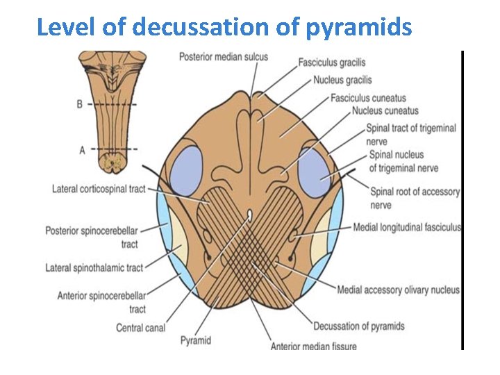 Level of decussation of pyramids 