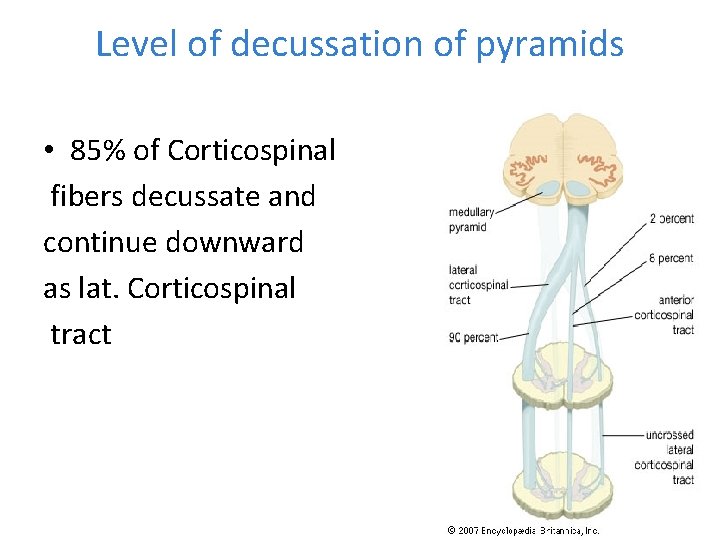 Level of decussation of pyramids • 85% of Corticospinal fibers decussate and continue downward