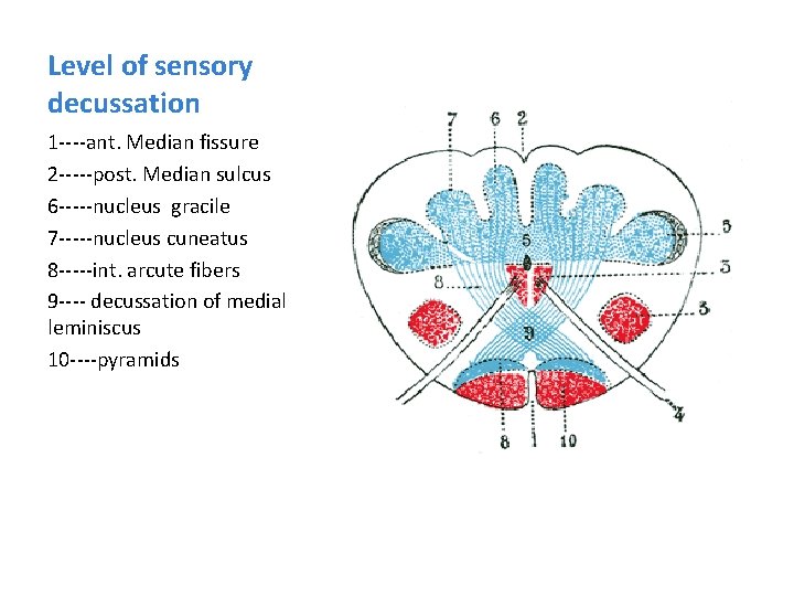 Level of sensory decussation 1 ----ant. Median fissure 2 -----post. Median sulcus 6 -----nucleus