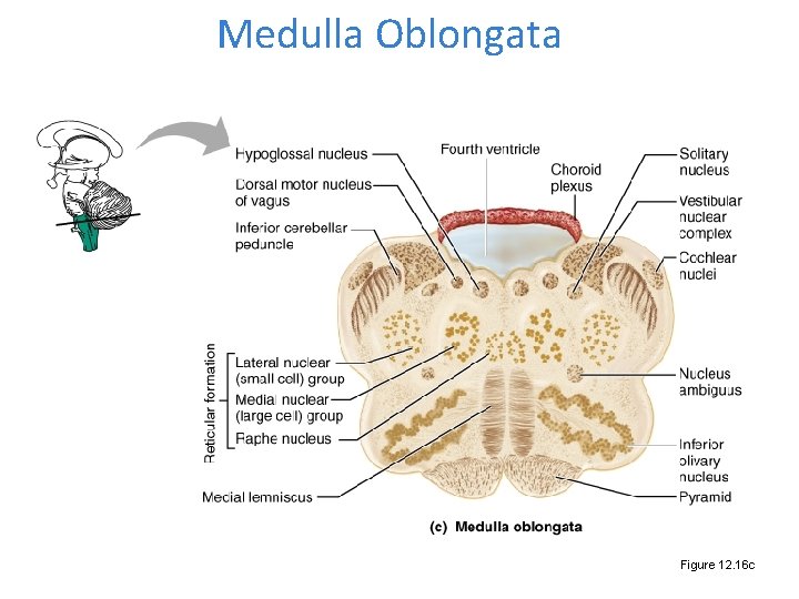 Medulla Oblongata Figure 12. 16 c 