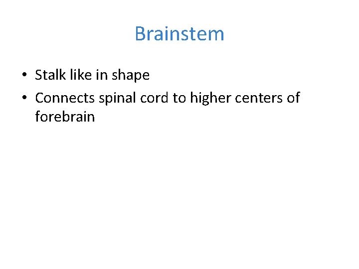 Brainstem • Stalk like in shape • Connects spinal cord to higher centers of