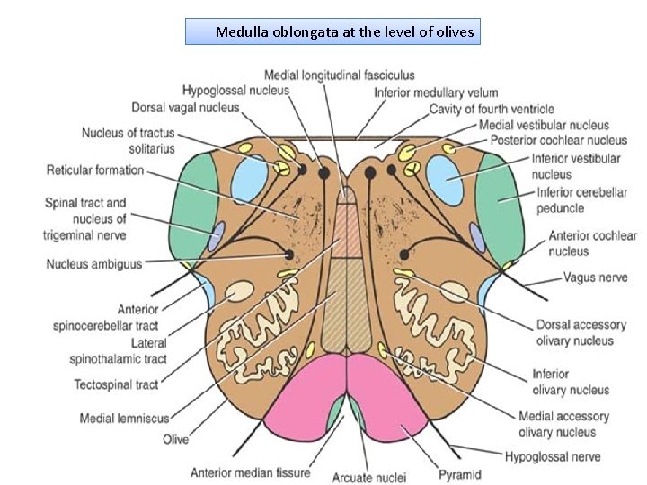 Medulla oblongata at the level of olives 
