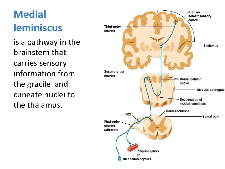 Medial leminiscus is a pathway in the brainstem that carries sensory information from the