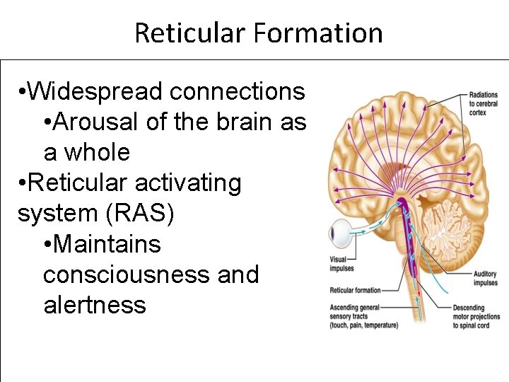 Reticular Formation • Widespread connections • Arousal of the brain as a whole •