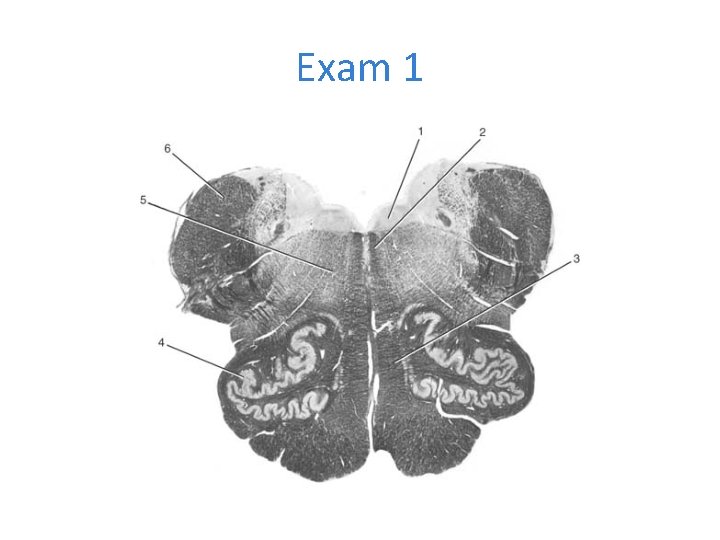 Exam 1 