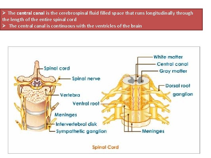 Ø The central canal is the cerebrospinal fluid filled space that runs longitudinally through